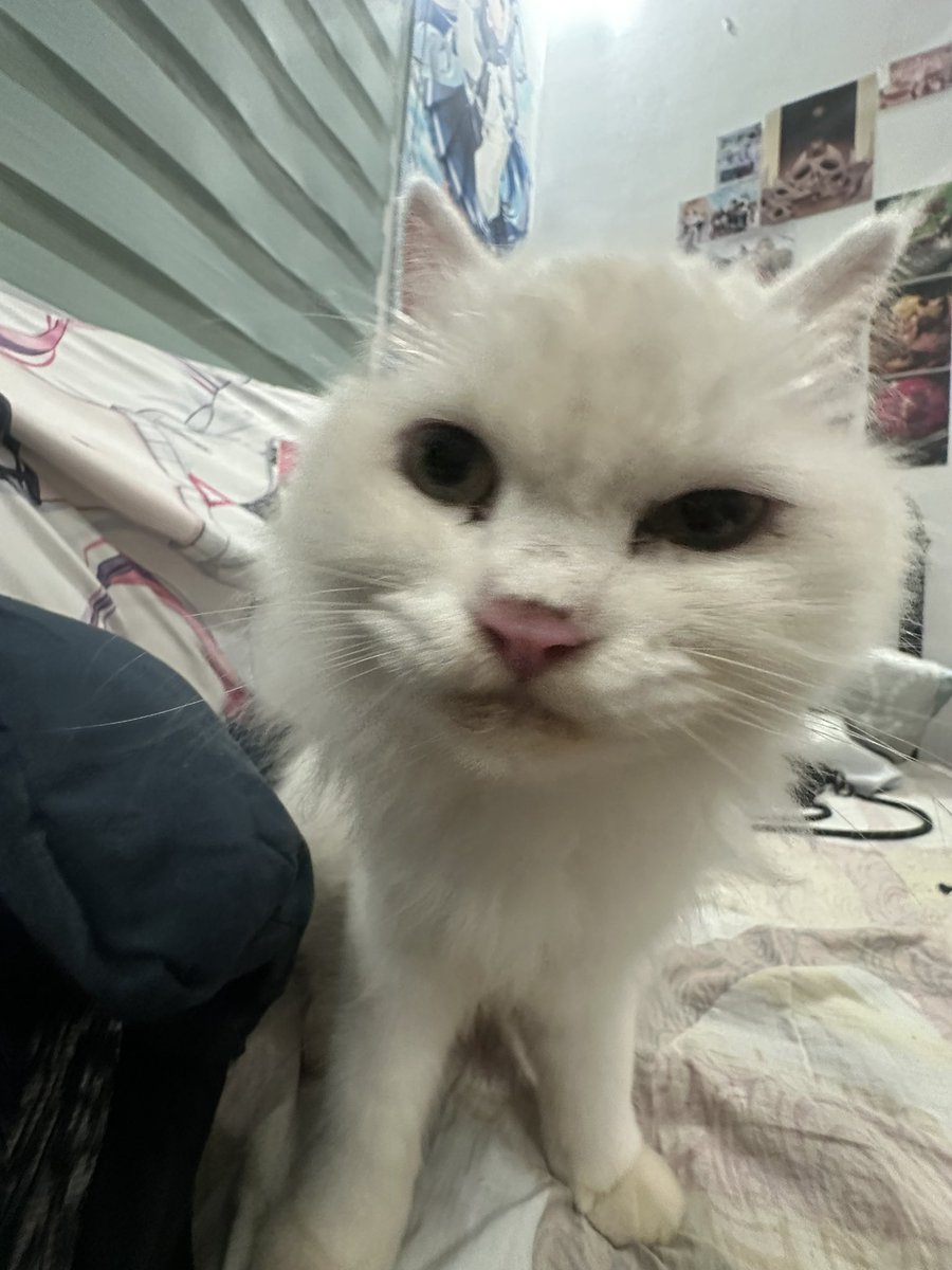 padoopafu's tweet photo. he’s rrying to say hi https://t.co/21LJvw8Gzo