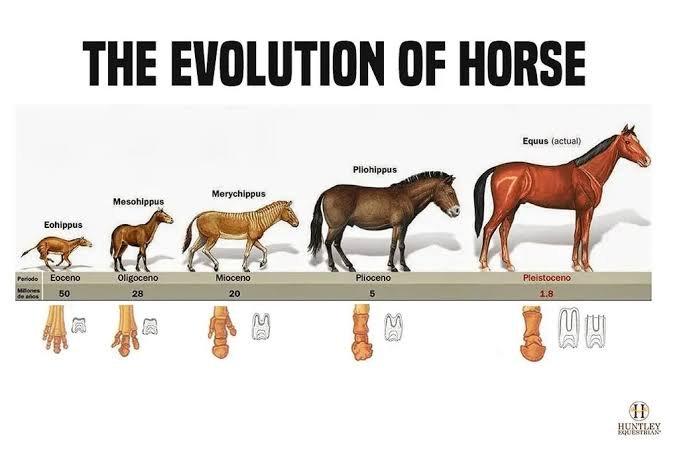 ObserverR13's tweet photo. @shima_ko Thank you. Have some photos of "wild horses" as a token of appreciation https://t.co/7CE0y76N16