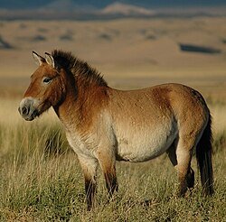 ObserverR13's tweet photo. @shima_ko Thank you. Have some photos of "wild horses" as a token of appreciation https://t.co/7CE0y76N16