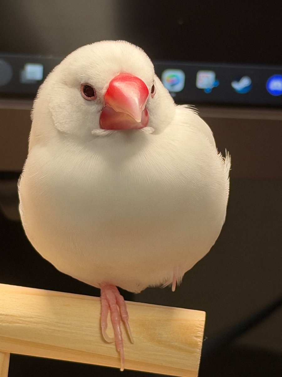 hxxxryoh's tweet photo. 文鳥の日を逃しました https://t.co/7aYlkqVcLx
