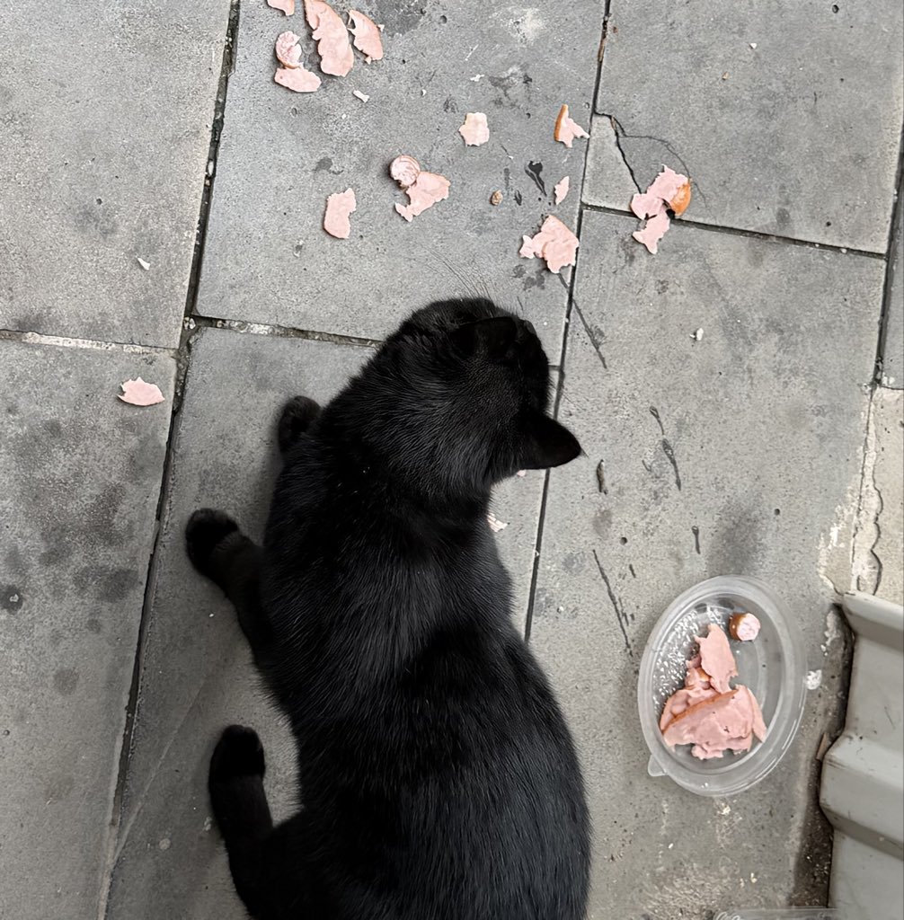 misslovde's tweet photo. siyah kedi gününde yurt dışında siyah kedi bulup besledik. i’ll protect you. https://t.co/qog8g2MYHt