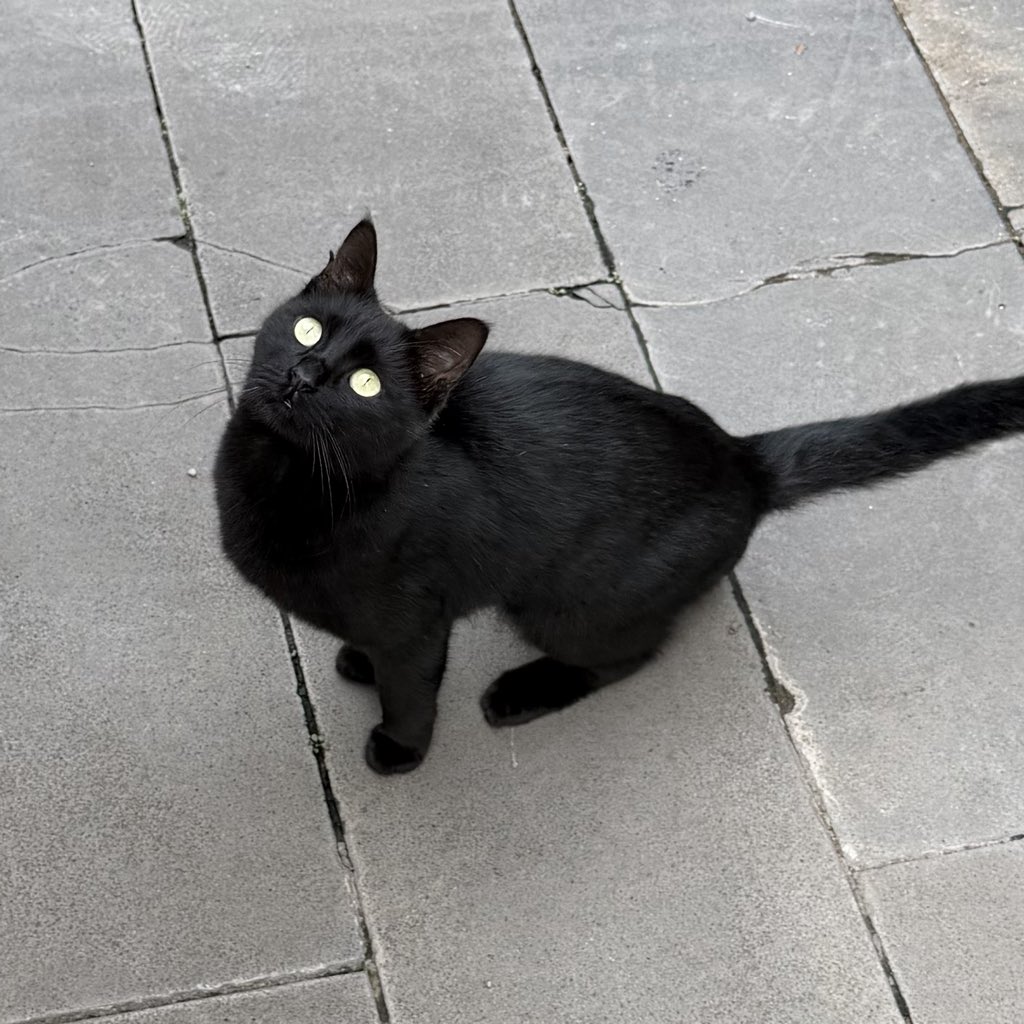 misslovde's tweet photo. siyah kedi gününde yurt dışında siyah kedi bulup besledik. i’ll protect you. https://t.co/qog8g2MYHt