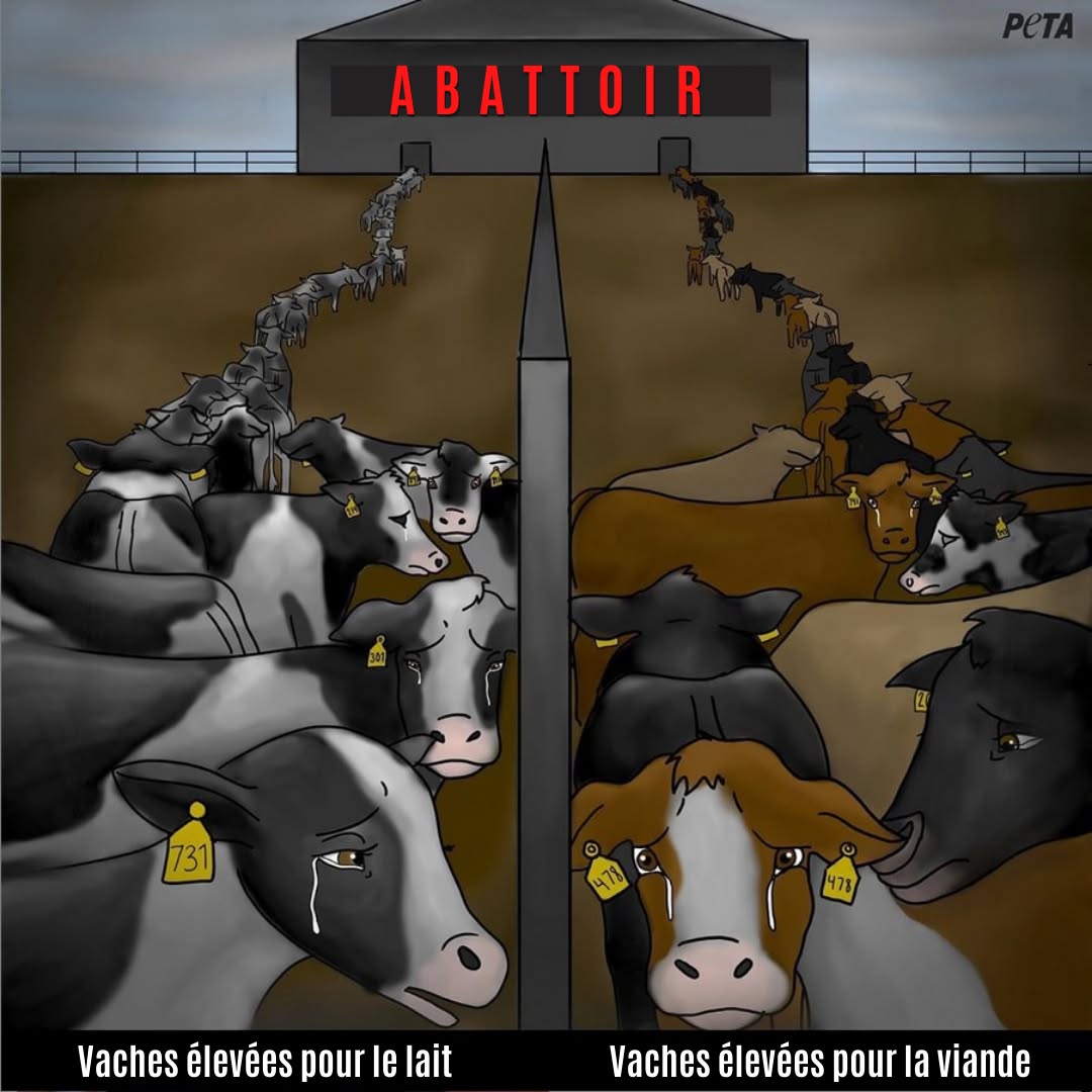 PETA_France's tweet photo. De nombreuses personnes bien intentionnées et bienveillantes deviennent végétariennes pour épargner la vie des vaches. Mais si vous continuez à soutenir l'industrie laitière, alors vous continuez à envoyer des vaches aux abattoirs. 💔
Devenez végan dès aujourd'hui 🌱 https://t.co/wpxRGuhHys