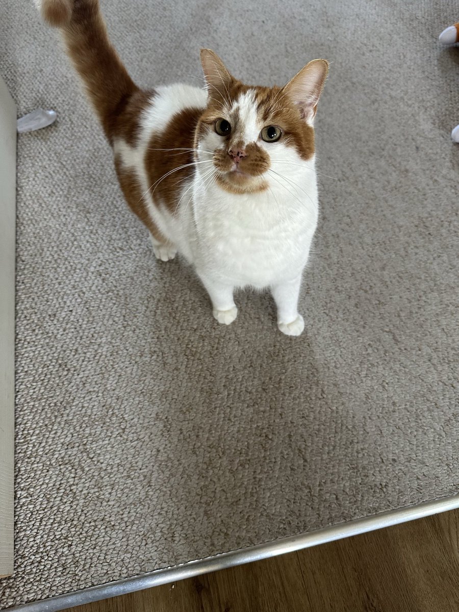 space_lich's tweet photo. Had this little cutie for two years today! She is still an absolute menace, but very much the cutest so we will let her off. Everyone say Happy Gotcha Day Luci!!! https://t.co/eeH8d5LmWX