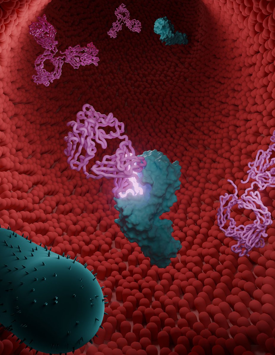 CSICCat's tweet photo. El trabajo liderado por @IBMB_CSIC revela cómo la bacteria intestinal T.ramosa reconoce y evade los anticuerpos de la mucosa intestinal

Podría contribuir en el futuro a diseñar  terapias contra enfermedades como algunas nefropatías 

Noticia completa👇
https://t.co/8oUnacDkrY https://t.co/TWMy0kGzII