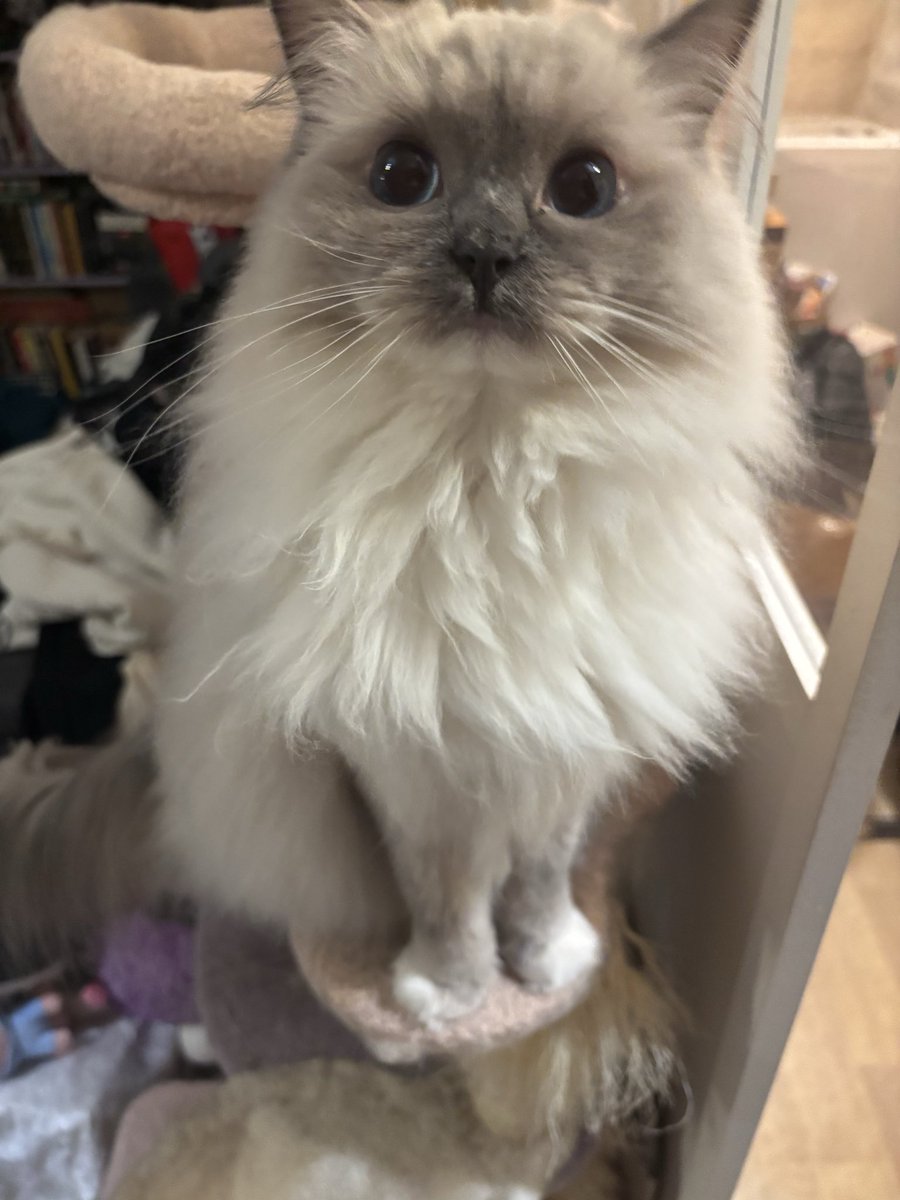 cheeseetcurry's tweet photo. Beaucoup trop mignonne https://t.co/aEIPShjUXU