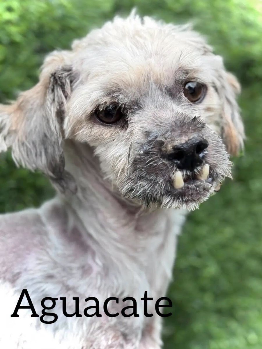 SosAbuelos1's tweet photo. #TOLEDO
#AGUACATE tiene 8 años. Llegó a la prote con la boquita fatal. Aun así, es jovial, enérgico y apegado al humano

Es sociable con perros, aunque muestra protección de recursos

¿Quieres conocerlo?

Contacto: dogcityresidencia@gmail.com

📋 https://t.co/FRAqDOBLsO https://t.co/vZIxvcZGIF