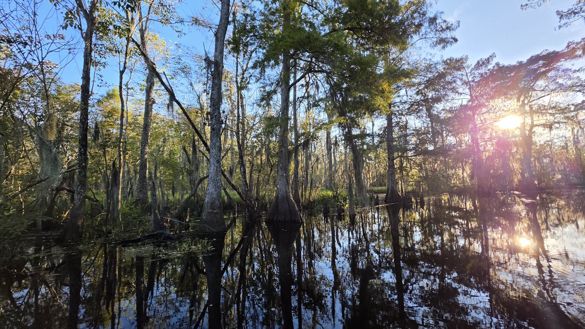 danocv41's tweet photo. Sunrise in a Louisiana swamp https://t.co/8TrvPD8htt