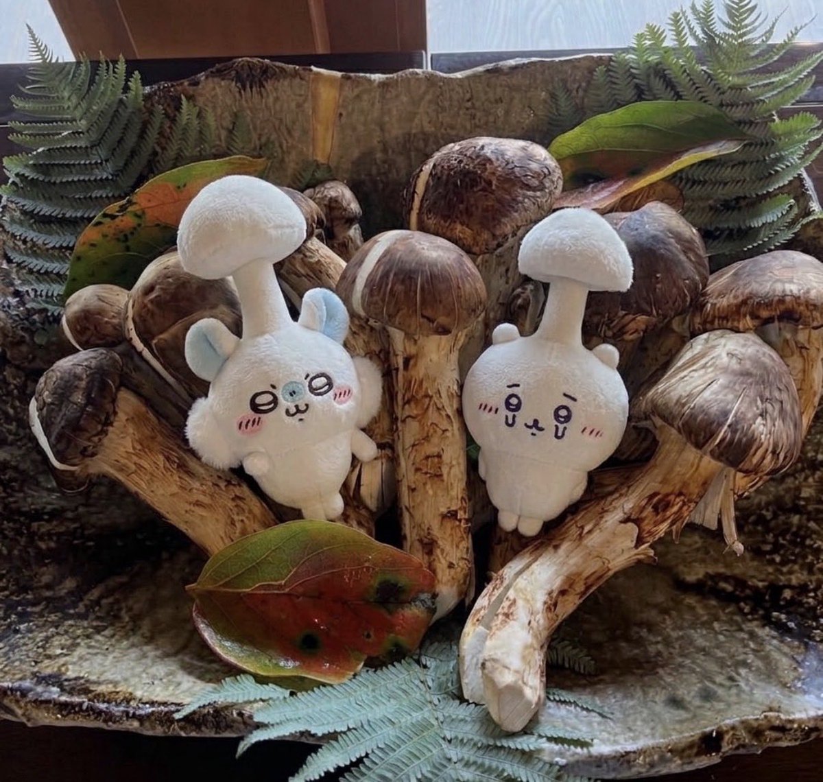tsutakeshitomy's tweet photo. 収穫🍄✨ https://t.co/sMkWxyybEC