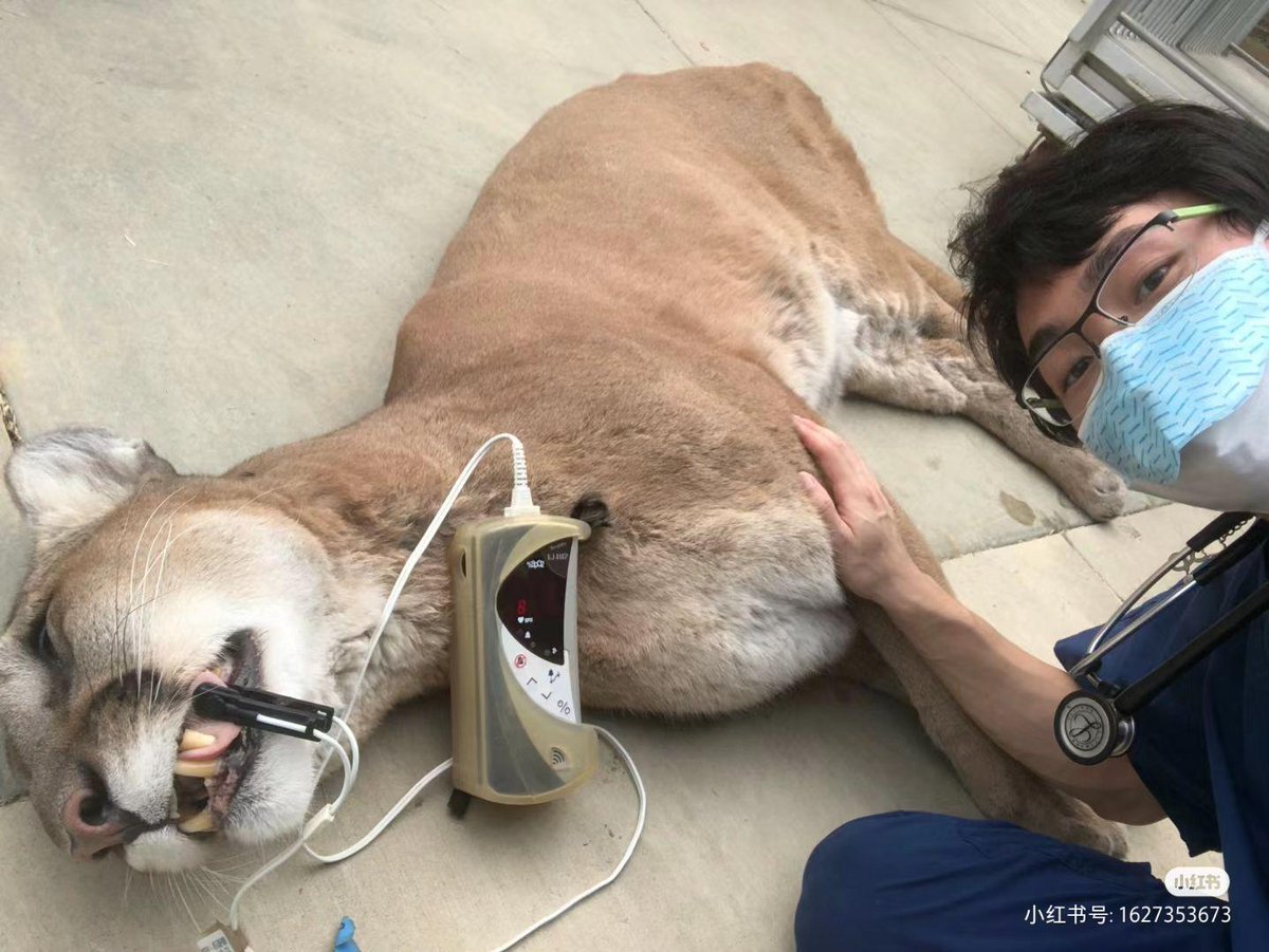 Keyco0207's tweet photo. [咳き込んで仮死状態で谷に倒れてる、なんか変な被り物被ってて笑うわ]， https://t.co/quCXEnxLOw