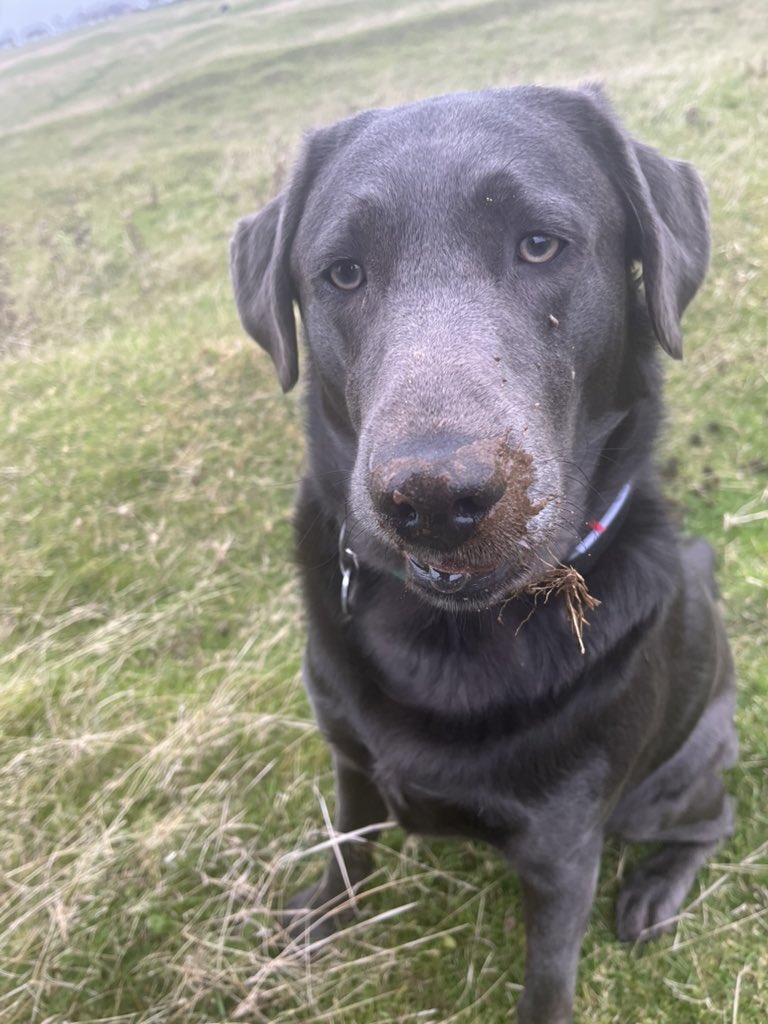 LimpyLabMax's tweet photo. Digging ? Who me  Otto ?  What ever makes you think that ? https://t.co/HDZrhqgpNt