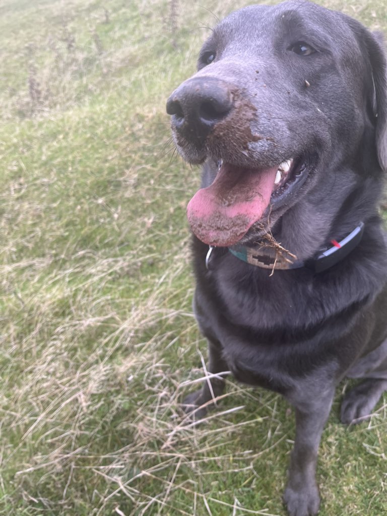 LimpyLabMax's tweet photo. Digging ? Who me  Otto ?  What ever makes you think that ? https://t.co/HDZrhqgpNt