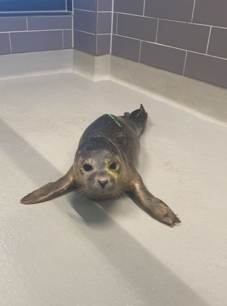 vssleis's tweet photo. Hayabusa day 1 VS now…

Many other seals deserve the same glow up ✨

#アザラシ幼稚園 #saveWEC https://t.co/Plmp02I0Gb
