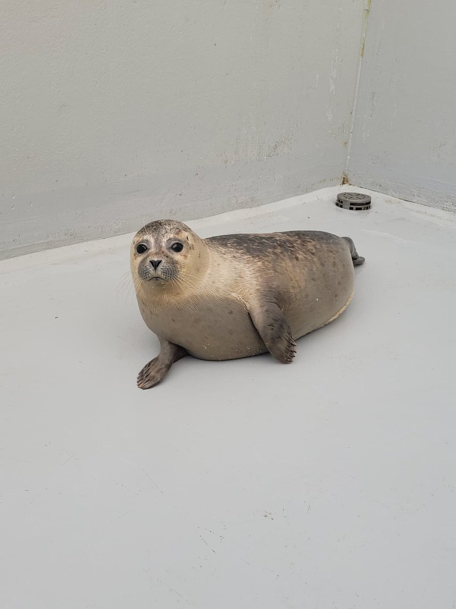 vssleis's tweet photo. Hayabusa day 1 VS now…

Many other seals deserve the same glow up ✨

#アザラシ幼稚園 #saveWEC https://t.co/Plmp02I0Gb