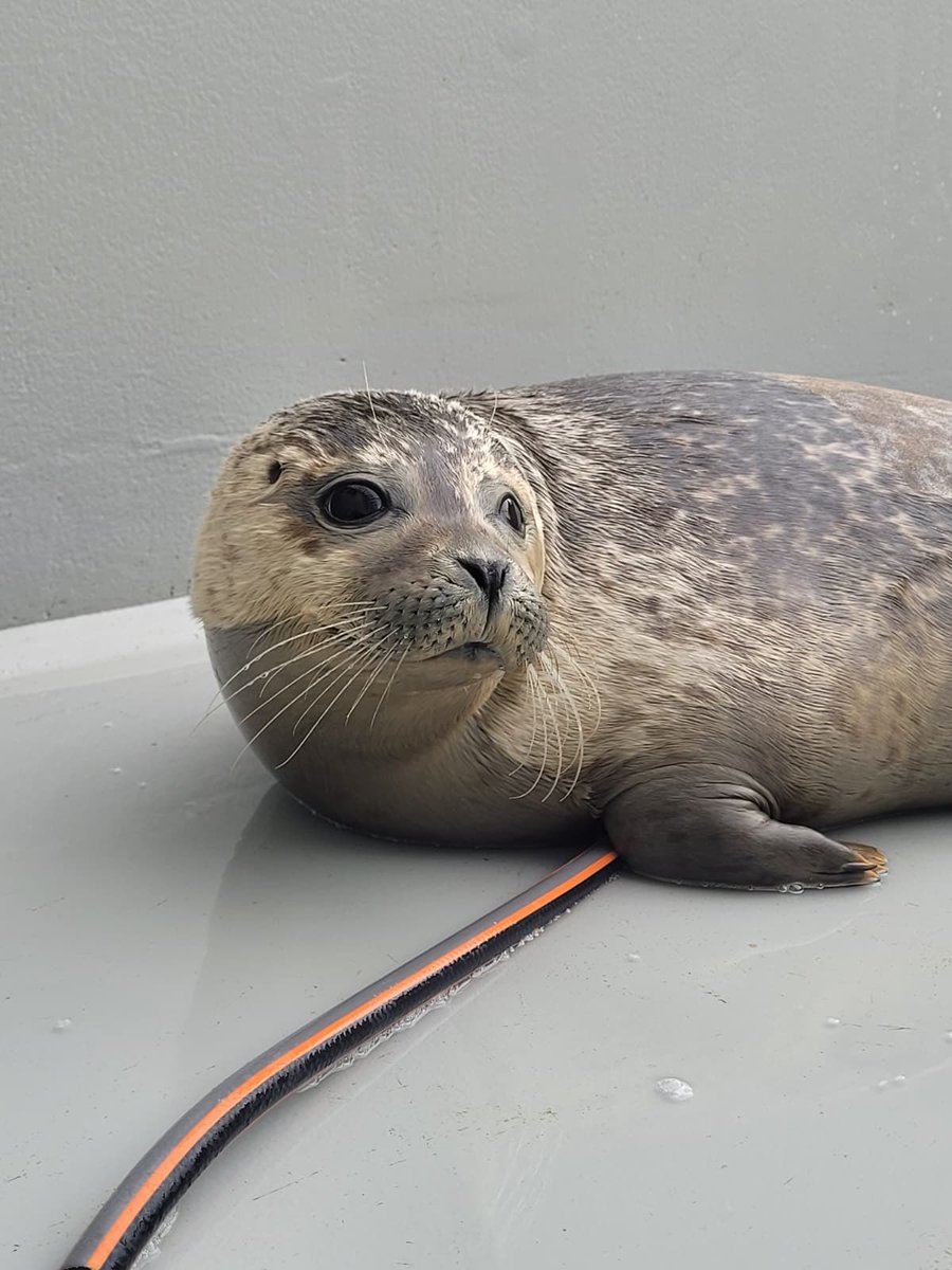 vssleis's tweet photo. Hayabusa day 1 VS now…

Many other seals deserve the same glow up ✨

#アザラシ幼稚園 #saveWEC https://t.co/Plmp02I0Gb