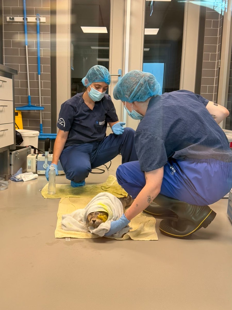 vssleis's tweet photo. Hayabusa day 1 VS now…

Many other seals deserve the same glow up ✨

#アザラシ幼稚園 #saveWEC https://t.co/Plmp02I0Gb