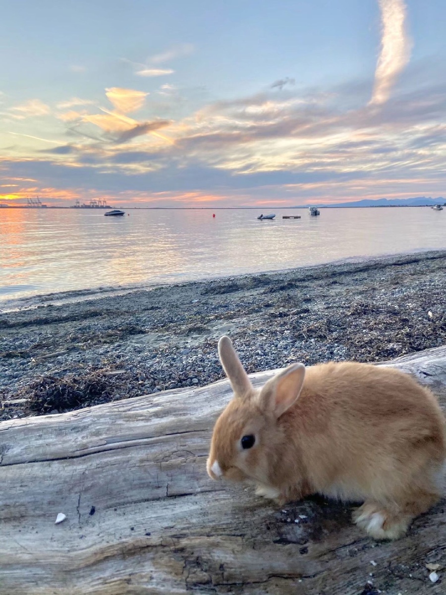 tm1007Kj's tweet photo. [旅ウサギが砂浜で横になってる写真です]， https://t.co/c2fLyP3wlM