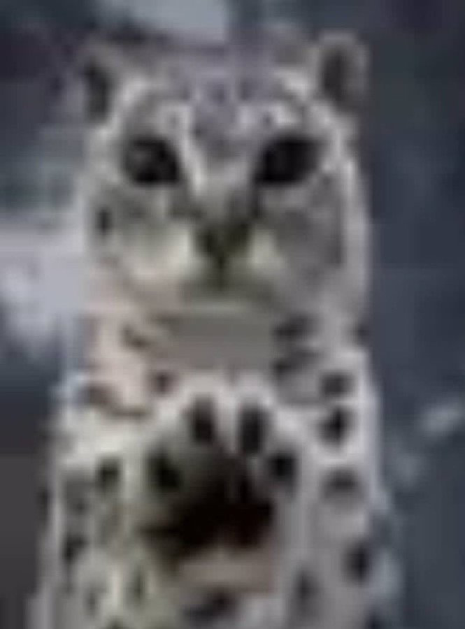 8000coral's tweet photo. *paws at you* you forgot your glasses https://t.co/WmcBeF0vaT