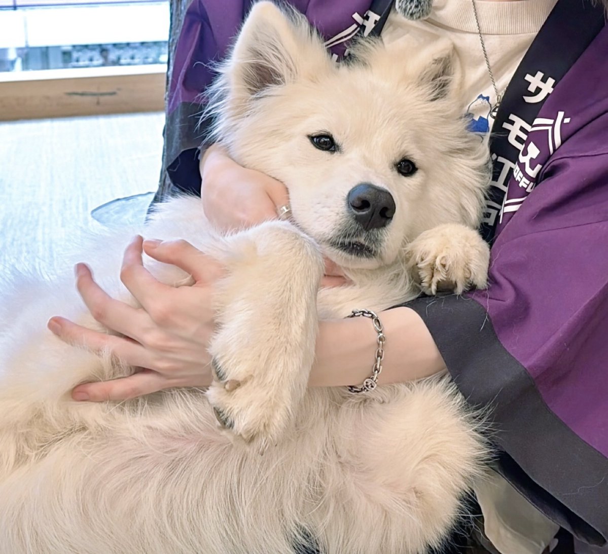 kagami_haruto_'s tweet photo. 原宿デートvlog見てくれた〜！？

めっちゃ濃い一日で
気づいたらずっと笑ってた気がする😂

俺、動物めっちゃ好きだから
サモエドとの絡み方見てて動物に優しく接せられる人やっぱ好きだなって思いました𐔌՞･·･՞𐦯✨️

カメラ止めても買い物してる俺らに我に返って
仲良すぎてびっくりしちゃった笑 https://t.co/IRrOcpx7QV