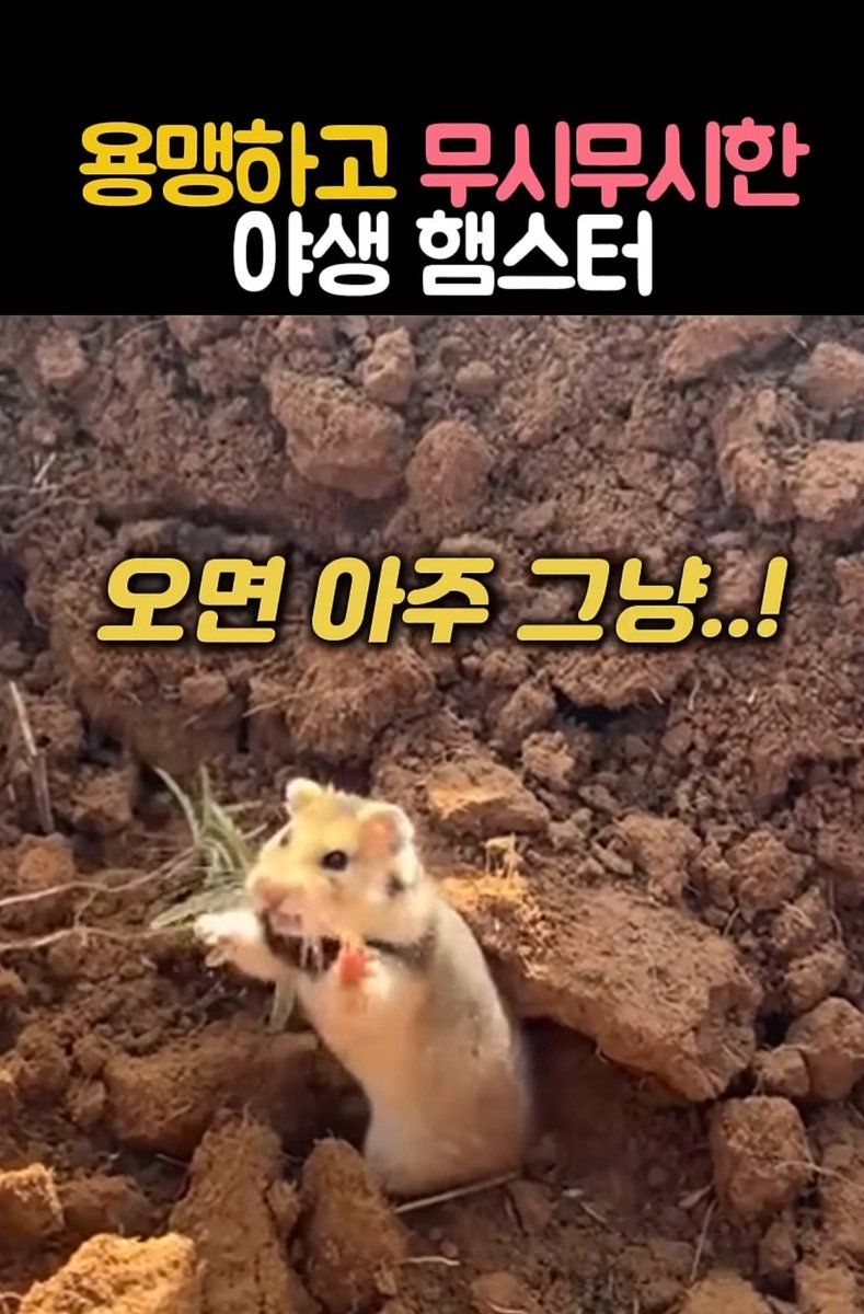 projobsicker's tweet photo. 아 진짜 뭐가 다른 건지 모르겠다 조막만한 손바닥 보여줘서 님이 뭐 어쩌시게요 https://t.co/J75Mk8Blpo