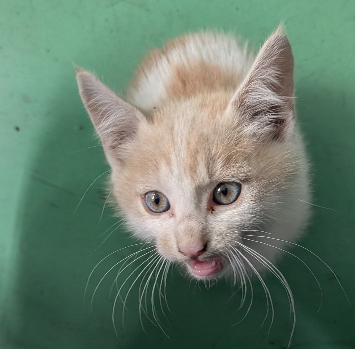 Kz_Trouserstorn's tweet photo. 子猫、結局連れて帰ってきた
栃木県で子猫を飼いたい、飼えるよって方は居ませんか？
恐らく3ヶ月のオス猫
病院にはまだ連れて行けていません
かなり人馴れしています https://t.co/k07RMECEH5