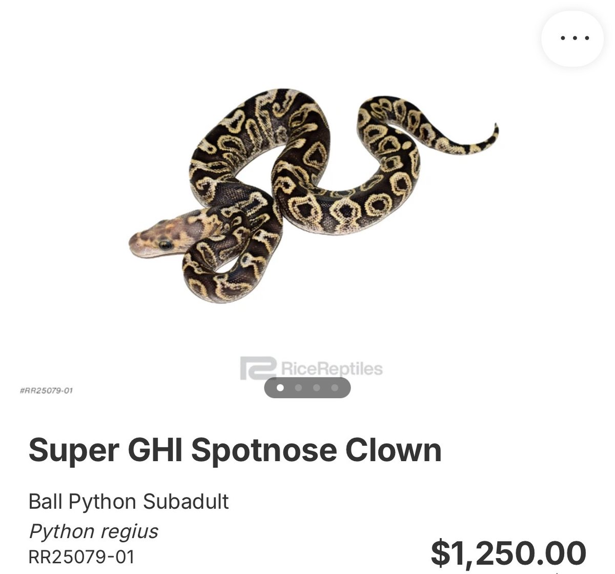 BPimportservice's tweet photo. 【Rice Reptiles】

1.0 Super GHI Spotnose Clown

¥227,081

個体セレクトのご相談も可能です。
お問い合わせは、公式LINEより承っております。

#RiceReptiles
#ボールパイソン代行輸入便
#ボールパイソン
#Ballpython https://t.co/4NgKZitvEy