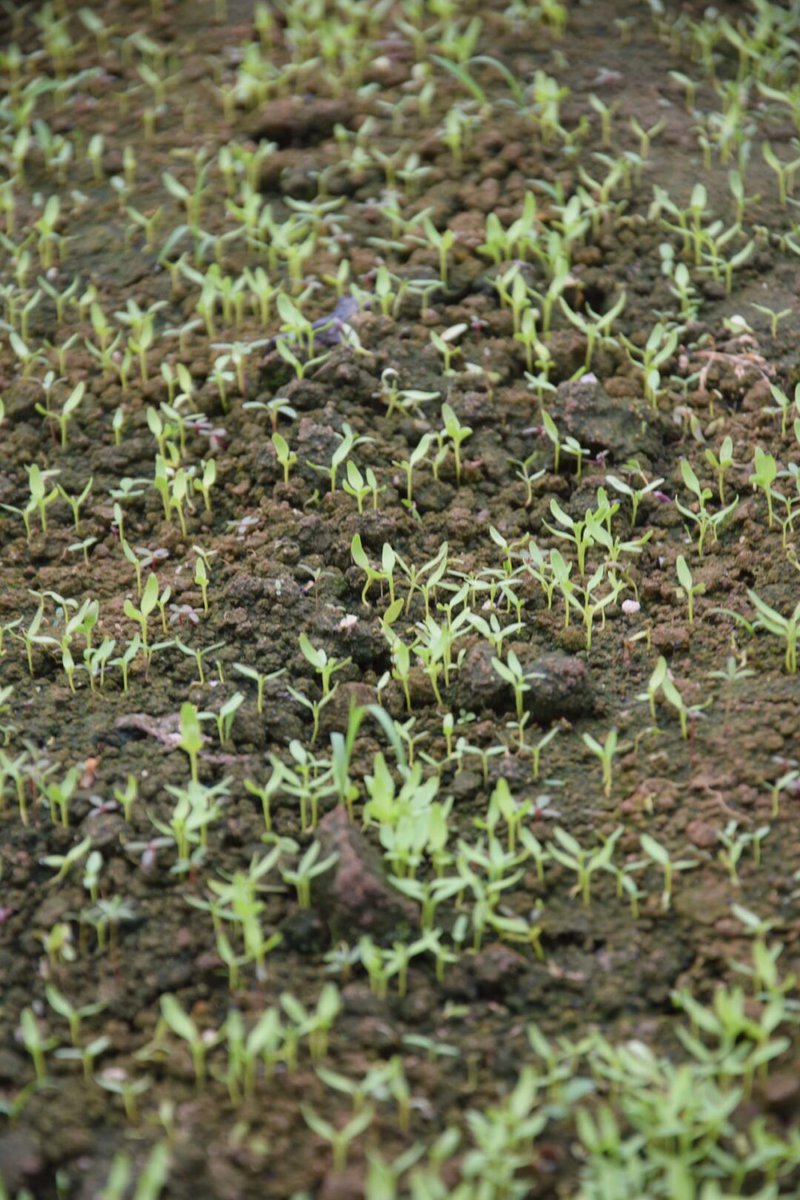 Badboysjapan's tweet photo. 「今日は畑で苗を植えて、雨が少ないので土を固めて、右側の野菜に優しく水を与え、娘に母乳をあげた一日だ」 https://t.co/BAeVfToOZi