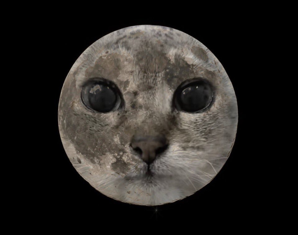8000coral's tweet photo. me camping on a full moon https://t.co/VbDHN9sX3W