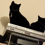 Photo by Myra Lowe 🐾🐈🐾🐈‍⬛💙 (@Lowecat)
