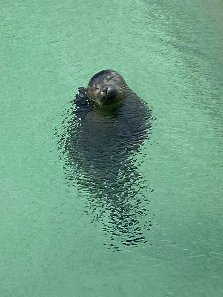 Seallover_Emily's tweet photo. なんでも…アザラシ幼稚園関連で、公式以外のクラファンや寄付を装ったサイトが出ているようです。お気をつけください。
私は終始、公式アカウントがシェアしているサイトのみを案内しています。

そしてクラウドファンドの達成率低下について。
ずっと動向を見ていましたがやはり下がったものは戻らないということがわかってしまいました…本当に残念です。
言いたいことは山ほどあります。ただ、今それを嘆いている時間はないので、公式の支援ルートを大事にしながら前に進みます。
#SaveWec