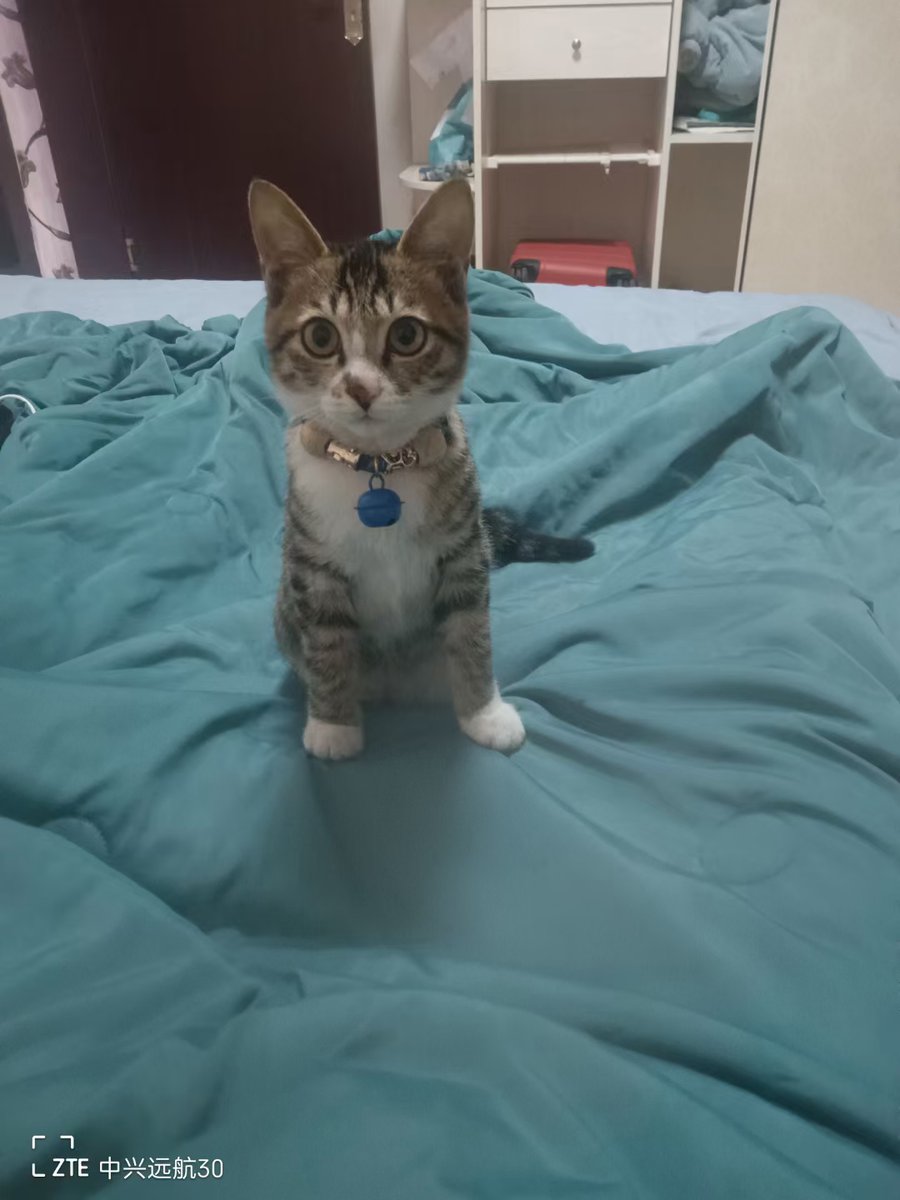 Mamev5fb's tweet photo. [コンビニで買ったバケツに猫が丸まって、寒い冬でもぬくぬく～] （翻译：在便利店买的桶里，猫咪蜷成一团，寒冬里也暖乎乎～） https://t.co/jYwjoZLuEn