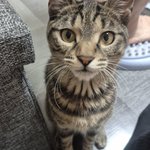 Photo by 가족 찾는 🐱론빵🐱 (@Ronbbang00)