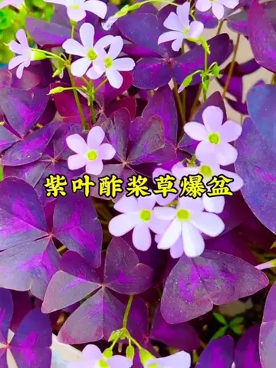 PPFuX19DOv6537's tweet photo. 今日の散歩で偶然見つけた、杜若が咲く川辺。古いボートの桨が風に揺れ、栏に寄り添って咲く姿がとても印象的だった。 https://t.co/SUJ0G8eSTJ