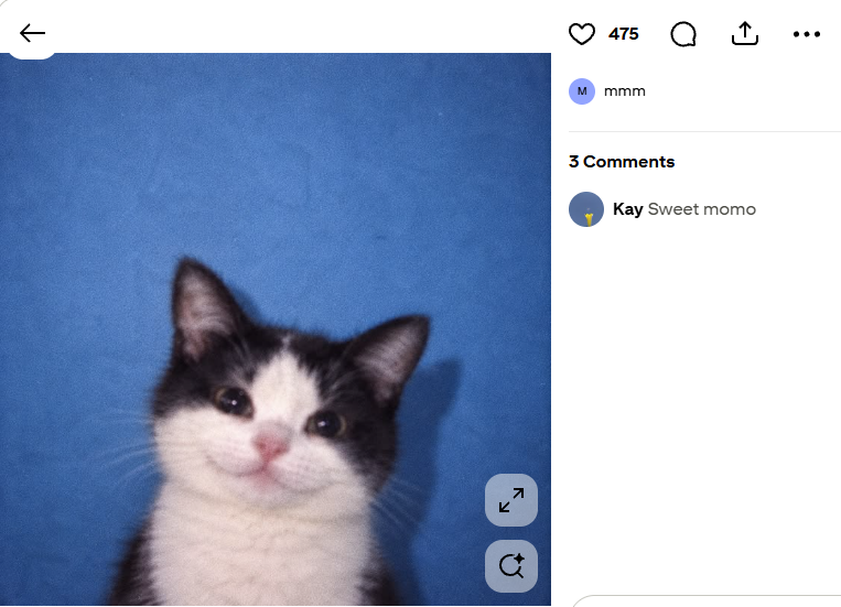 etquantz's tweet photo. market is fucking ass and dead asf  

this cat named momo is going viral in the last 15 hours named "momo"

its literally the perfect coin for pfp cult

tweet;https://t.co/QKEblXWSft

pinterest w name:https://t.co/SkJFiZLKEs https://t.co/MbshZBBXgz
