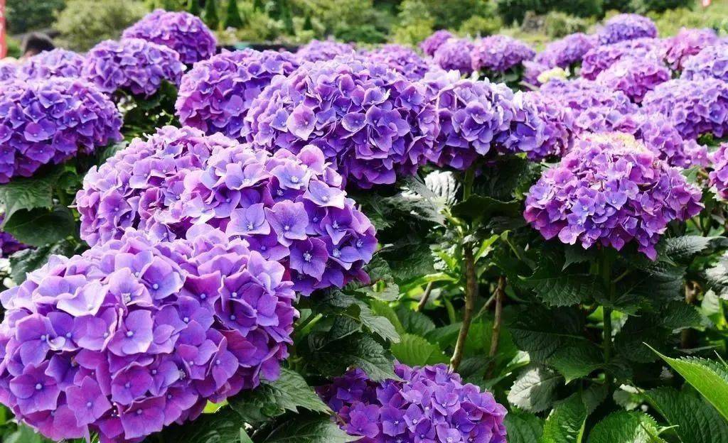 wmiyabis's tweet photo. [ソバの花が咲き、アブラムシ対策に苦労しつつ、今日のビールはシシトウ入りのフルーティーな一品]， https://t.co/Js2oUUPaG5