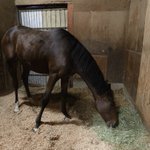 Photo by 地方競馬共有馬主クラブ「SSオーナーズクラブ（仮）」 (@SS_owners)