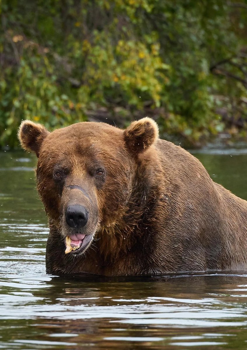 interesting_aIl's tweet photo. A bear named Chunk ate around 45 salmon in just 10.5 hours at Alaska’s Katmai National Park in 2024

Based on an estimate of 3,000 calories per fish, that’s around 135,000 calories in one feeding session https://t.co/kVDIm14oU1