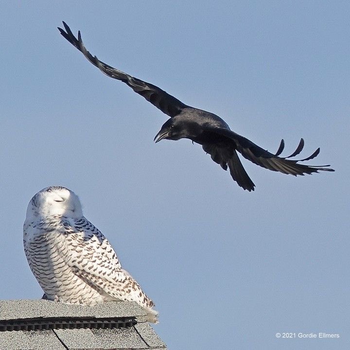 Yorun_2610's tweet photo. krrn🐦‍⬛🦉อีกาดำชอบของสวยงามและรินก็เป็นสิ่งนั้น
#krrn #kararin  #คาราริน #ทอยหลิน https://t.co/1IZv0h4iLi