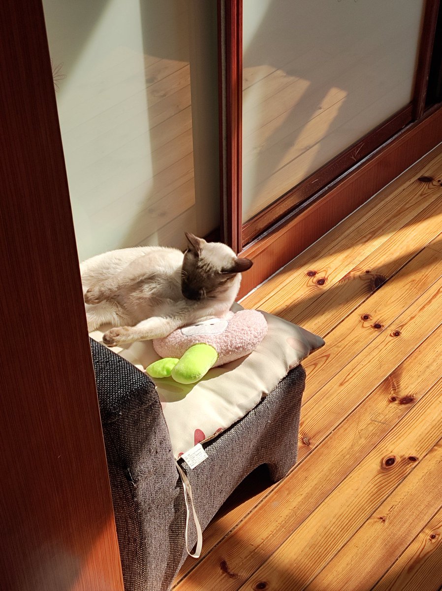 Higwhd's tweet photo. [飼う猫が昨日、廊下で俳句の本をくわえて慌てていた。さりげなく屑を掃除すると、ついでにゴミ箱を勧める。うちの佣（つか）はそんな日常が好きみたい。] https://t.co/hleb5z72by