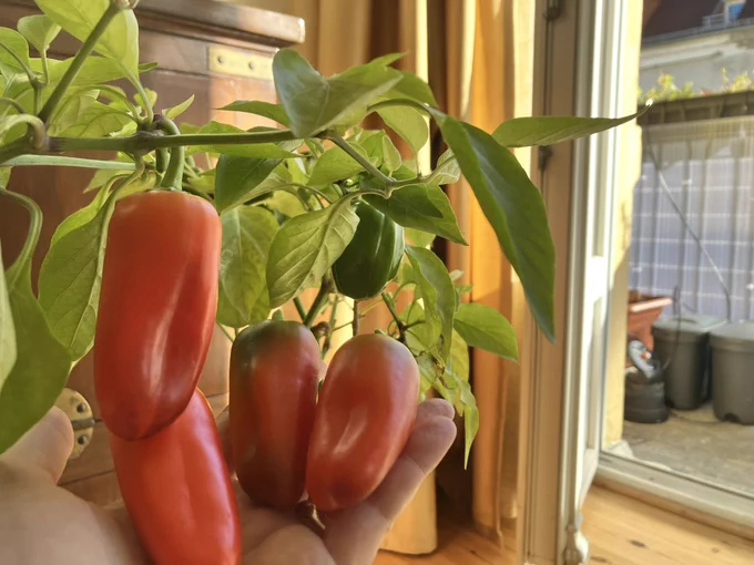 Red and crunchy Loubega snack peppers on the palm of my hand