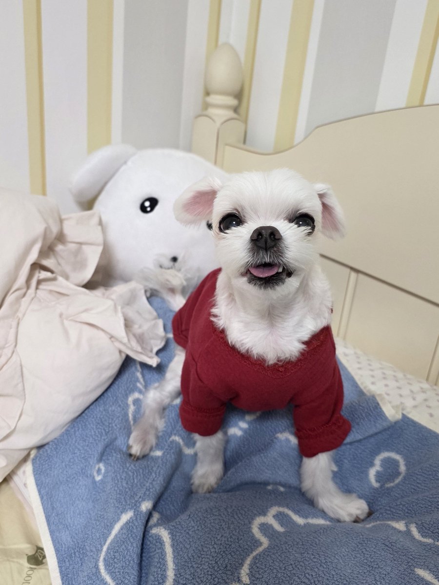 hwindee_joojup's tweet photo. 우리 아부지 말:
흰둥이를 개라고 생각하지 마라
말 다 알아듣는다 https://t.co/KZvHk44mCj