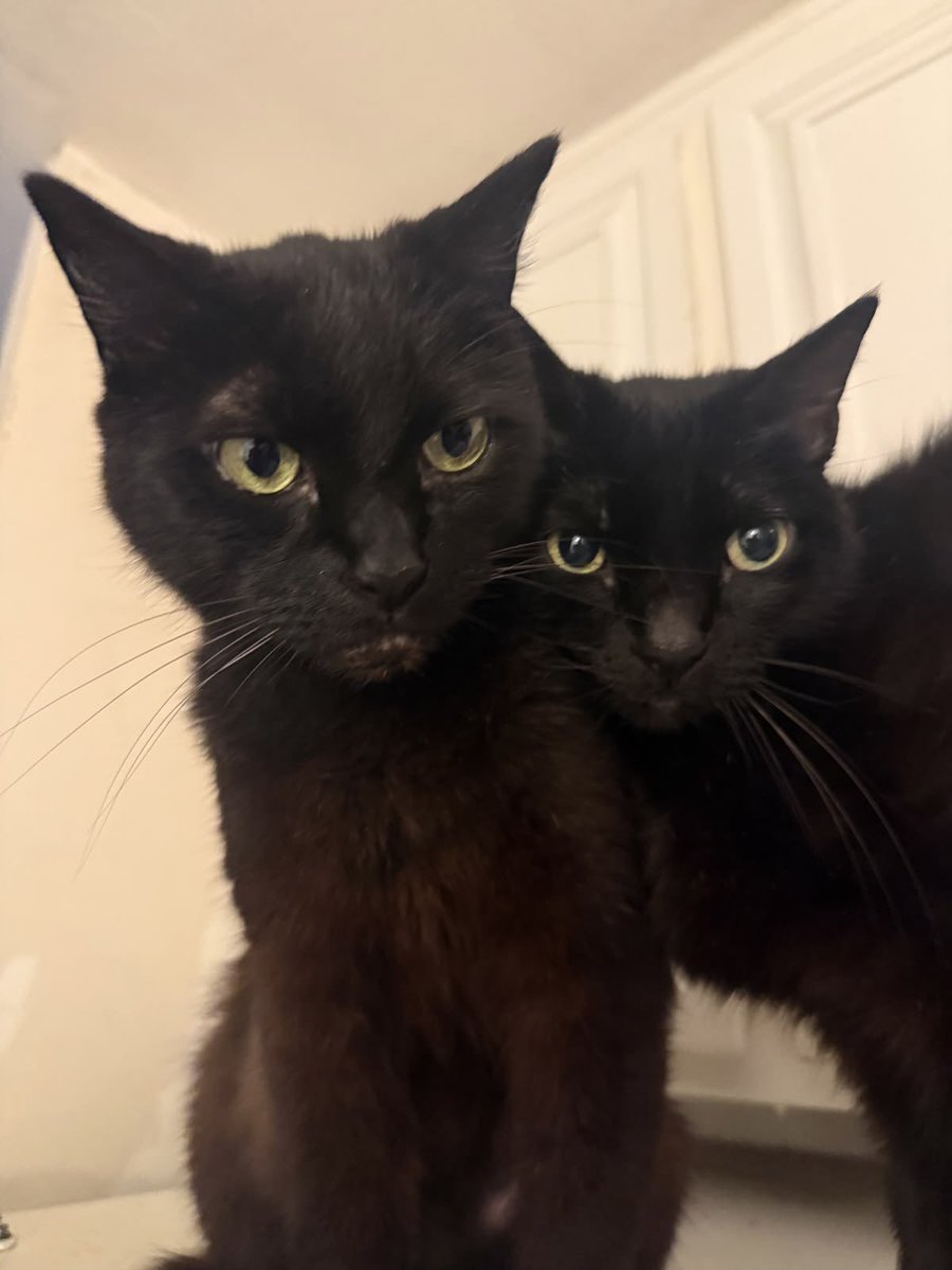 day0ut's tweet photo. Meow🐈‍⬛ https://t.co/6oSzucqy1D