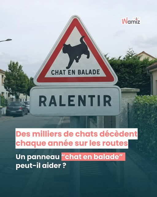 Loovenelle's tweet photo. Bonne initiative ou tentative vaine? 🐱 Garder son chat à l'intérieur est-il la seule solution pour le protéger ?
Un chat ayant un accès extérieur vivrait en moyenne 2 à 3 fois moins longtemps qu'un chat d'intérieur.
.../.. https://t.co/T22MYHtvRP