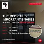 Photo by Kenya Snakebite Research and Intervention Centre (@K_SRIC)