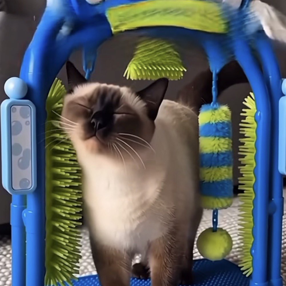 paginalixo1's tweet photo. minha mãe compro um lavagatos
pra um gato que ela nem queria em casa
KKKKKKKLLKL https://t.co/YRUVxmpiSq
