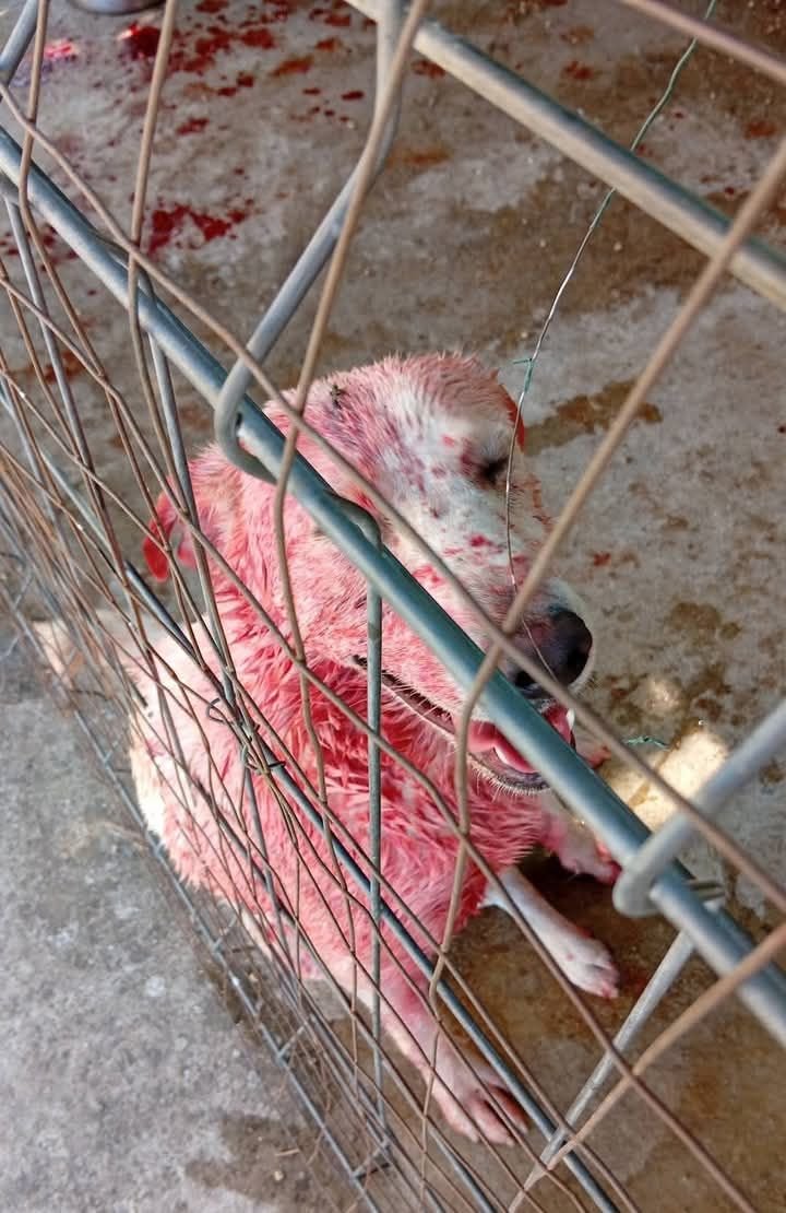 zampa_qua's tweet photo. AIUTOO STRAURGENTISSIMO 🆘🆘🆘🆘🆘☎️3463219665🐕 MAMMA TI PREGO FAMMI USCIRE  NON CE LA FACCIO PIU
https://t.co/YcdSPvWaGx  E' STATA AGGREDITA DAGLI ALTRI CANI.MILKA 10 mesi e solo una cucciola.Ogni cane merita una casa.Deve uscire subito 😭 #4voiceless https://t.co/bHqY4aSQFf