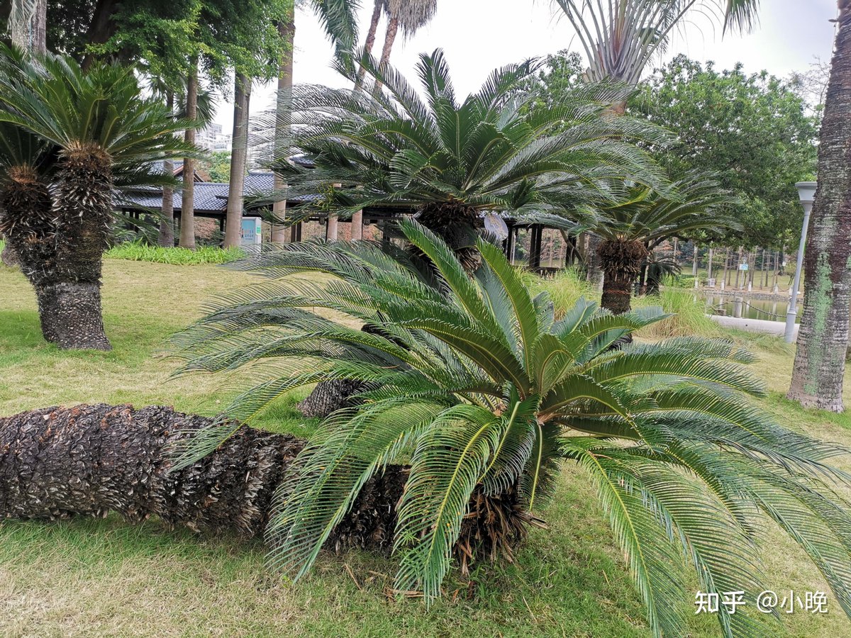 berusoratori's tweet photo. 幼い頃、公園で見かけた古びた蘇鉄のそばで、ぽつんと佇む嗣の姿が心に残ってる。あの日の遠くに響いた太鼓の音が、今も耳に残ってるんだ。 https://t.co/DIePe6rNtw