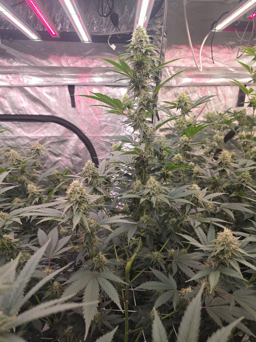 LoveMyCannabis's tweet photo. Pretty stoked still about @BarneysAms x3 white runtz and x3 ape fritter. Looking like I have the 55 to 58 day wr pheno and the 65 to 68 day pheno rocking side by side. Apple Fritter looking to run 68 to 70. Bulking looking great early on.

Ph 5.8
Ec 1.9
Ppfd 1000+
78°F
54% rh https://t.co/6rLEve5jpJ