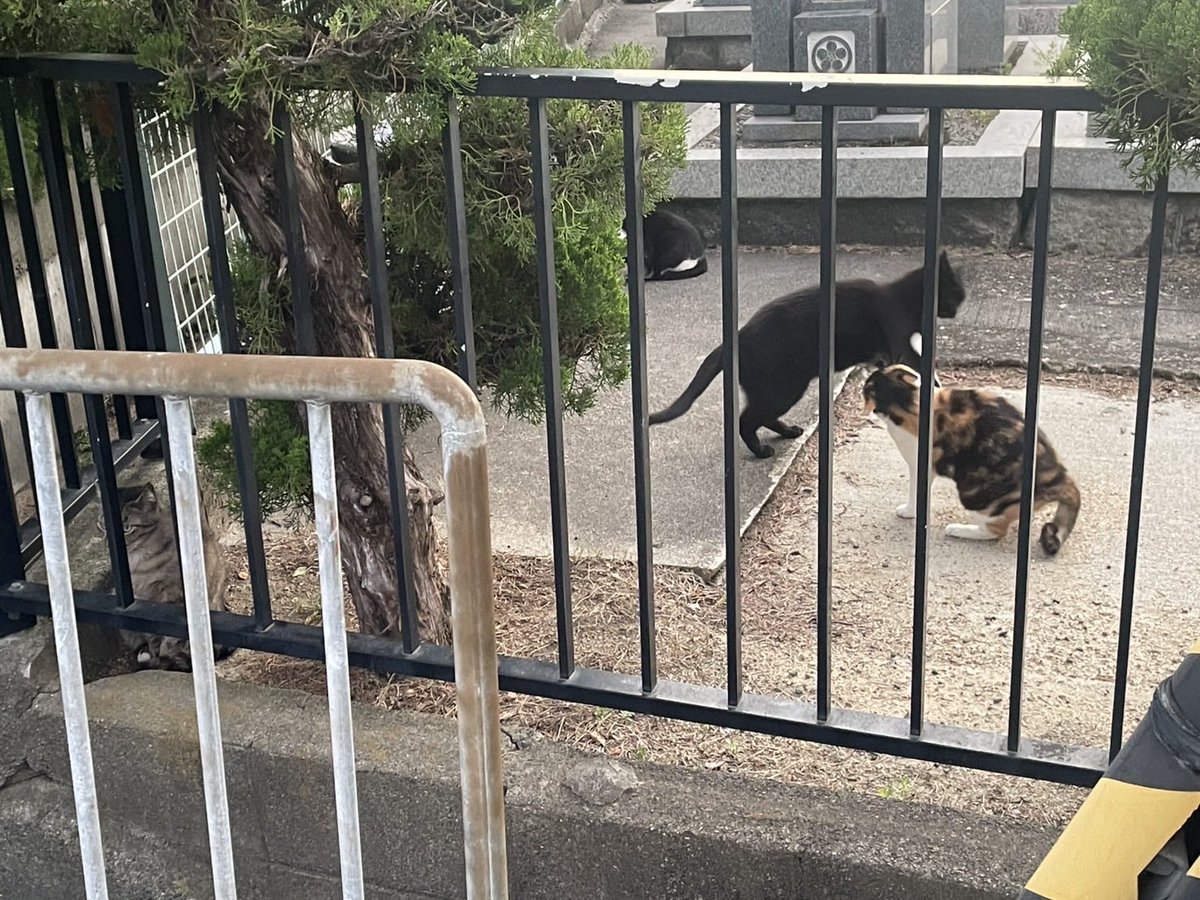 Moka38341's tweet photo. 猫が飽和してる https://t.co/qGfZrvv3y8
