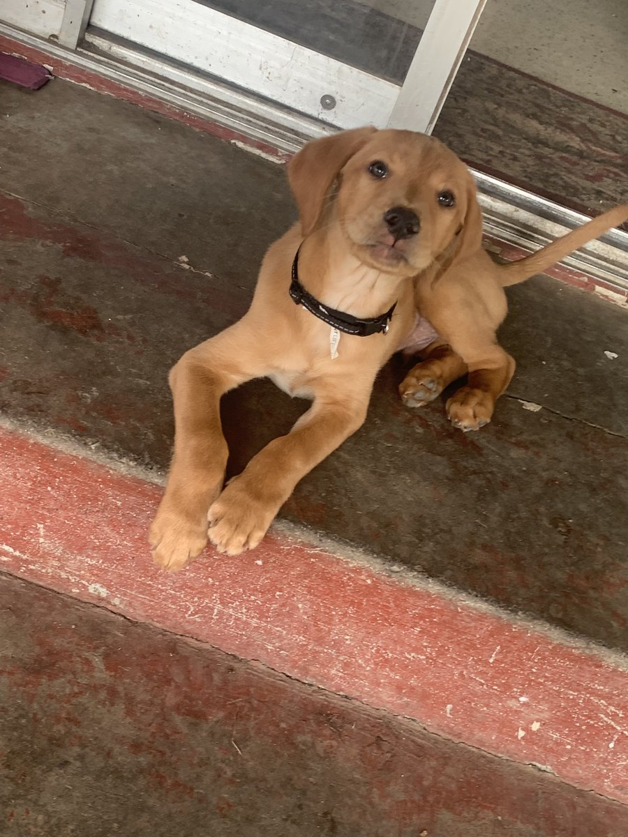 EmoAdamSandler's tweet photo. @jombleshr1mps also heres my current dogs as puppies https://t.co/79CJZPVKEg